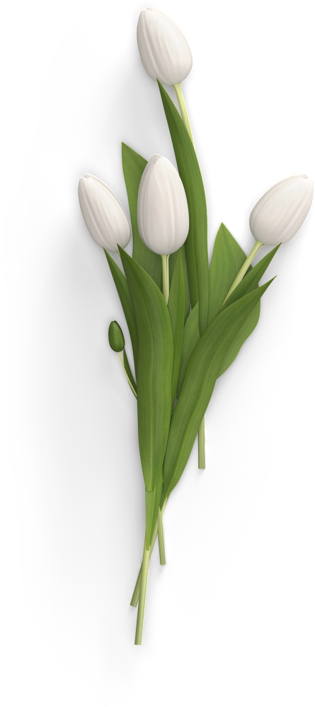 tulip